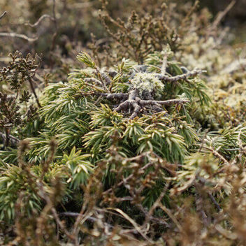 9F3cb0b974d319aabe1ffa9d6b2162f9e8393d32 (1)