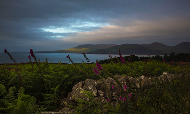 Island Foxgloves